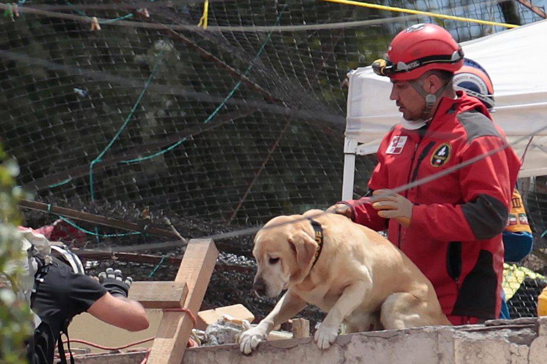 The Unsung Heroes of Search and Rescue